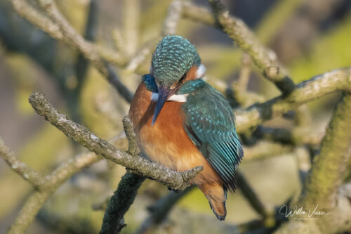 ijsvogel