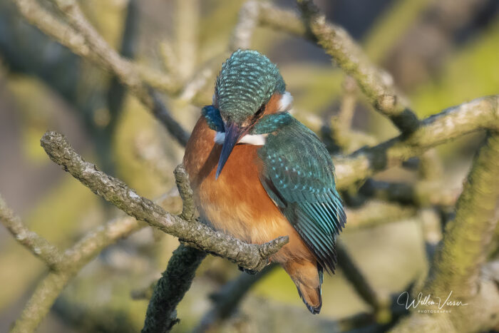 ijsvogel