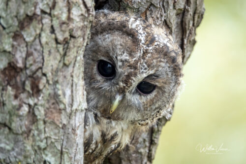 Vogels